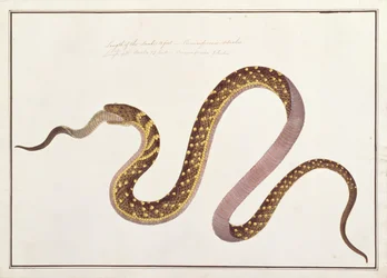 Große Schlange, die eine andere frisst, aus Zeichnungen von Tieren, Insekten und Reptilien aus Malakka, ca. 1805-18